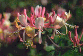 honeysuckle